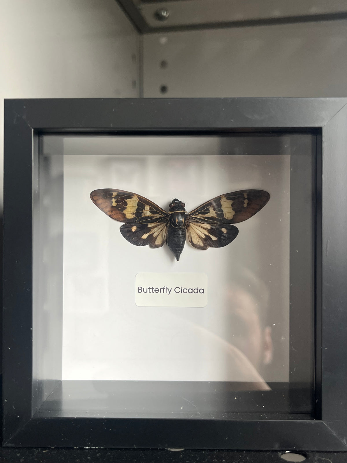 Butterfly Cicada