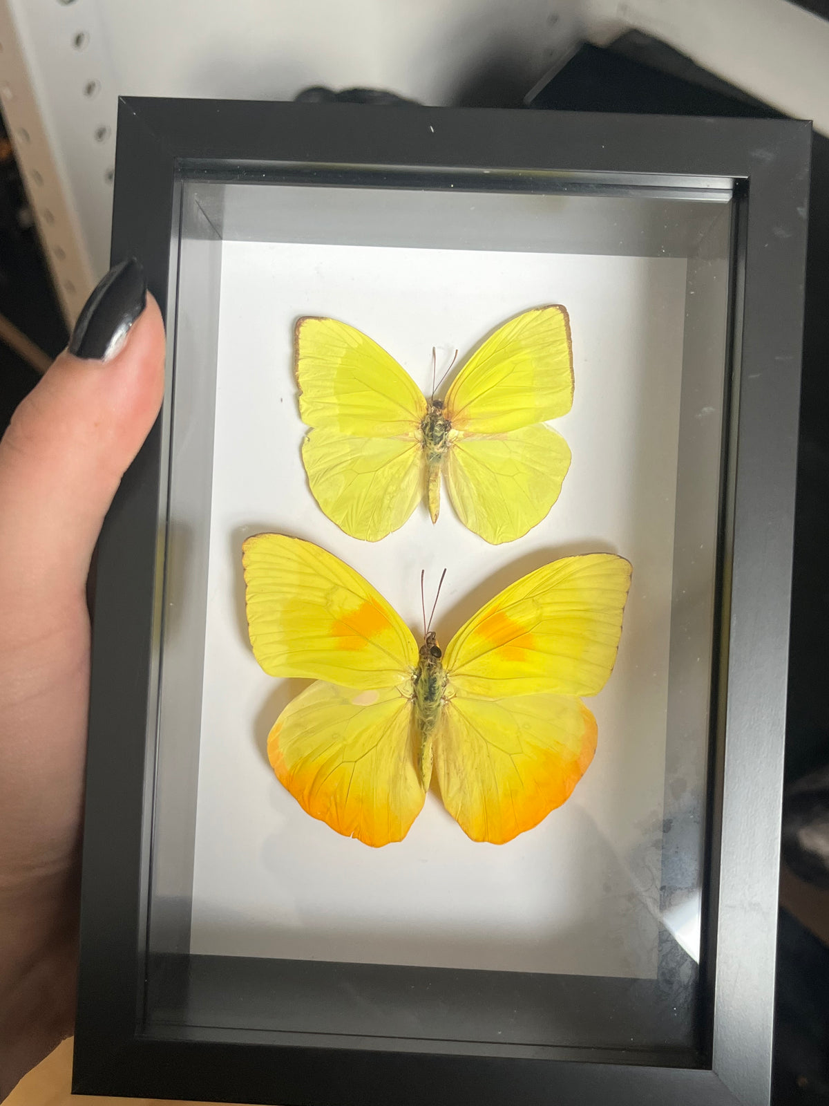 Orange Barred Sulphur and Yellow Sulphur