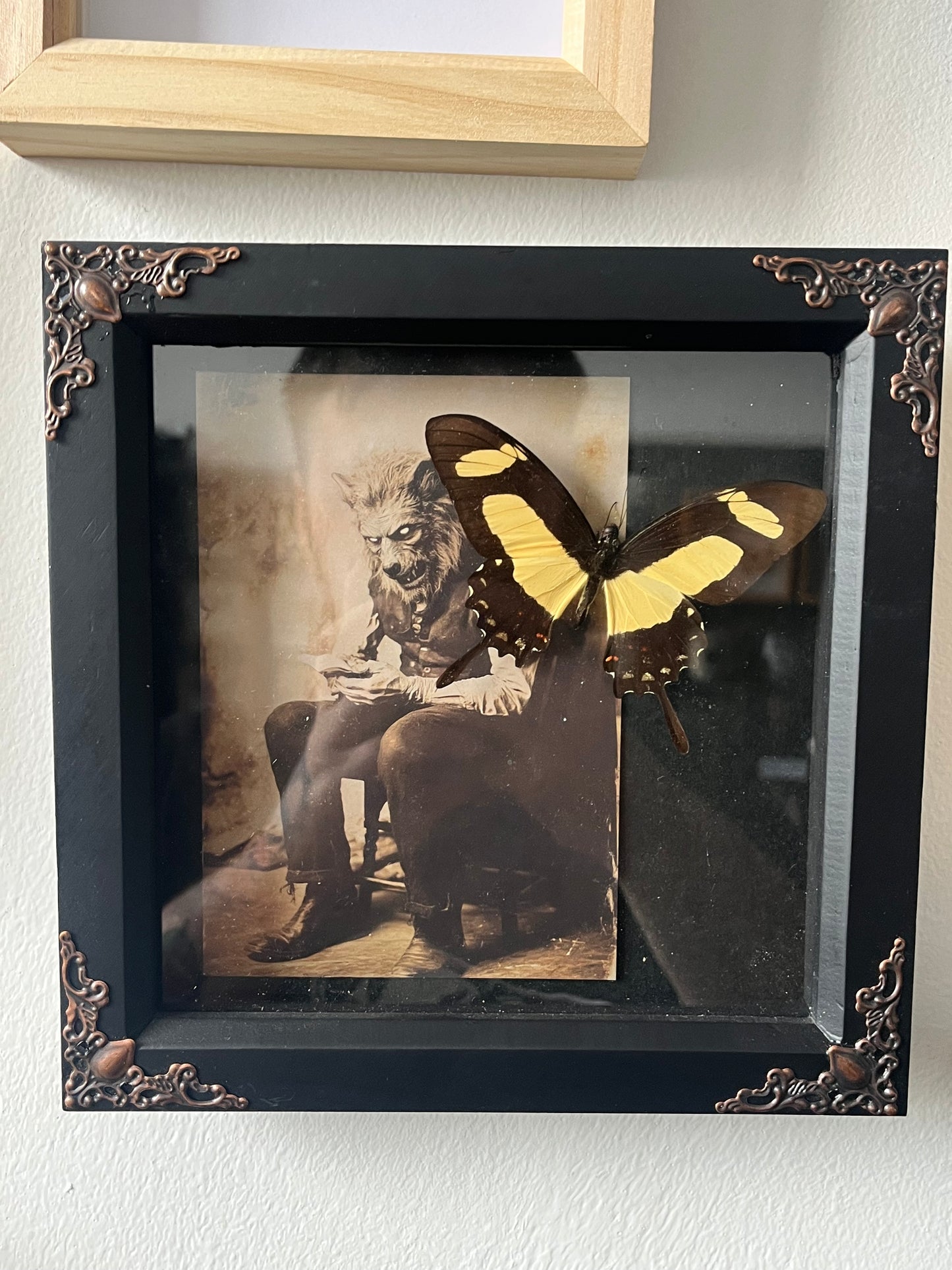 Torquatus Swallowtail with Vintage Werewolf