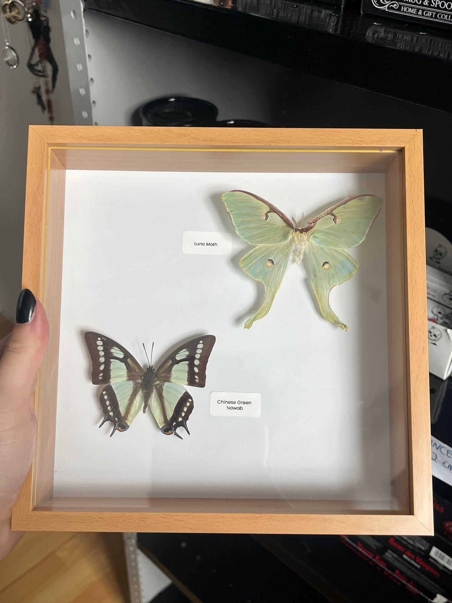 Luna Moth and Chinese Green Nawab