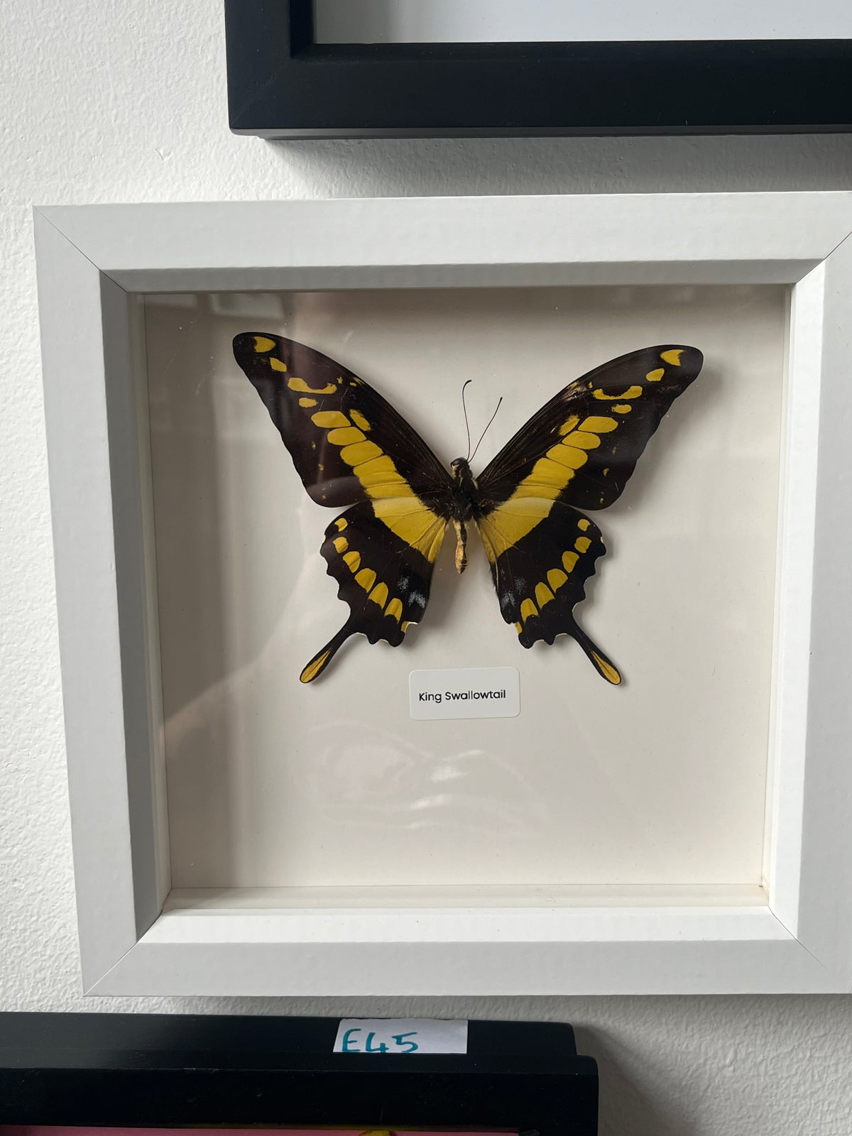 The King Swallowtail
