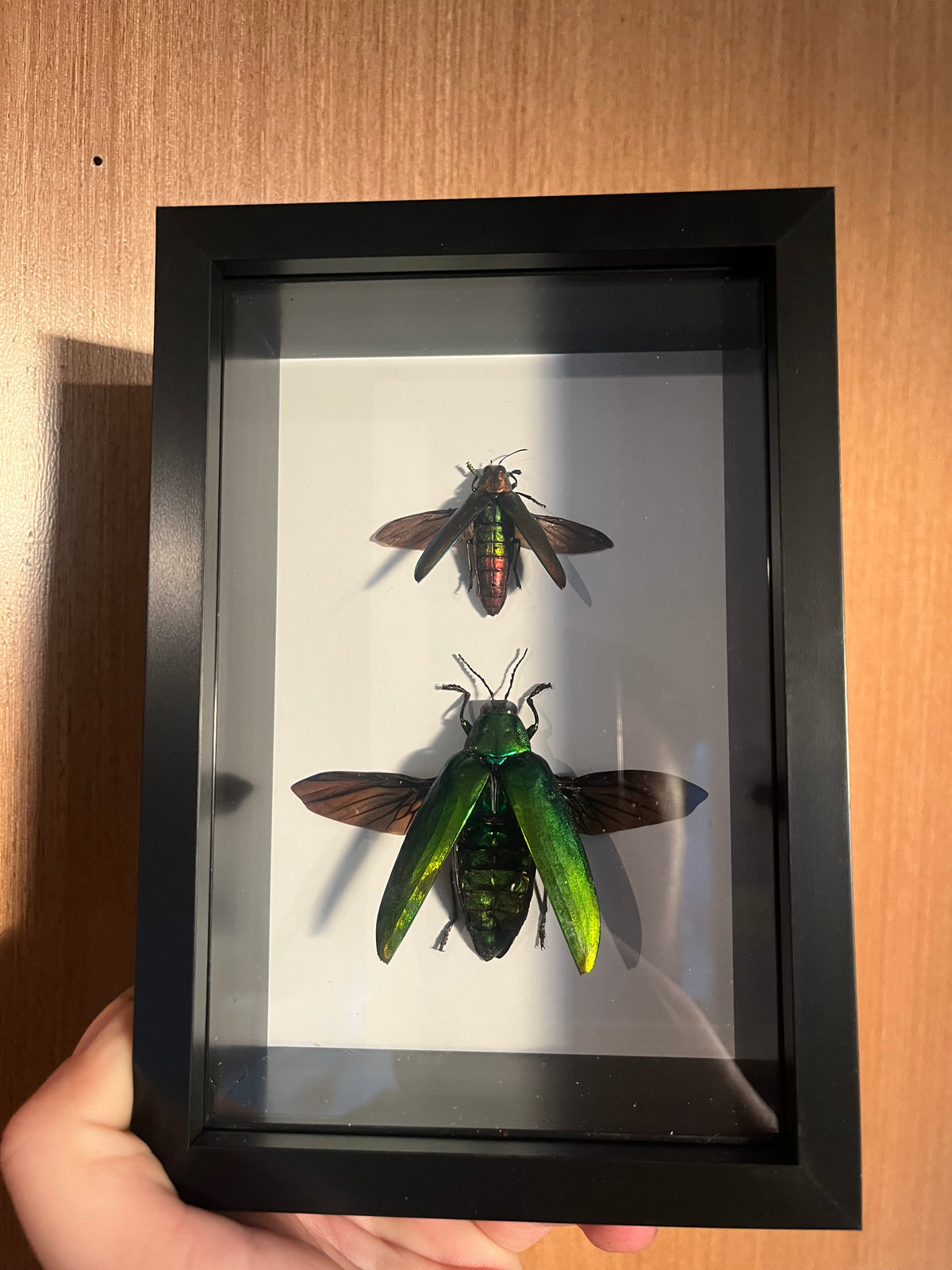 Jewel Beetles
