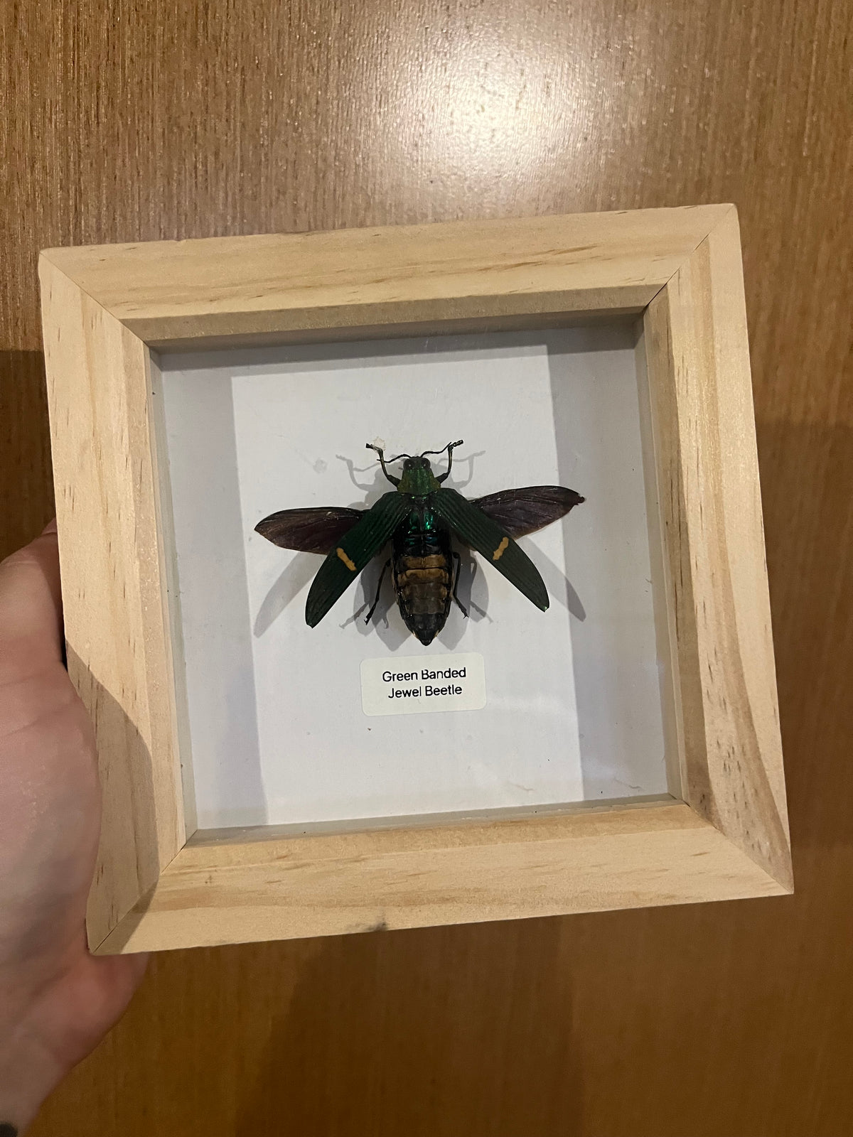 Green Banded Jewel Beetle