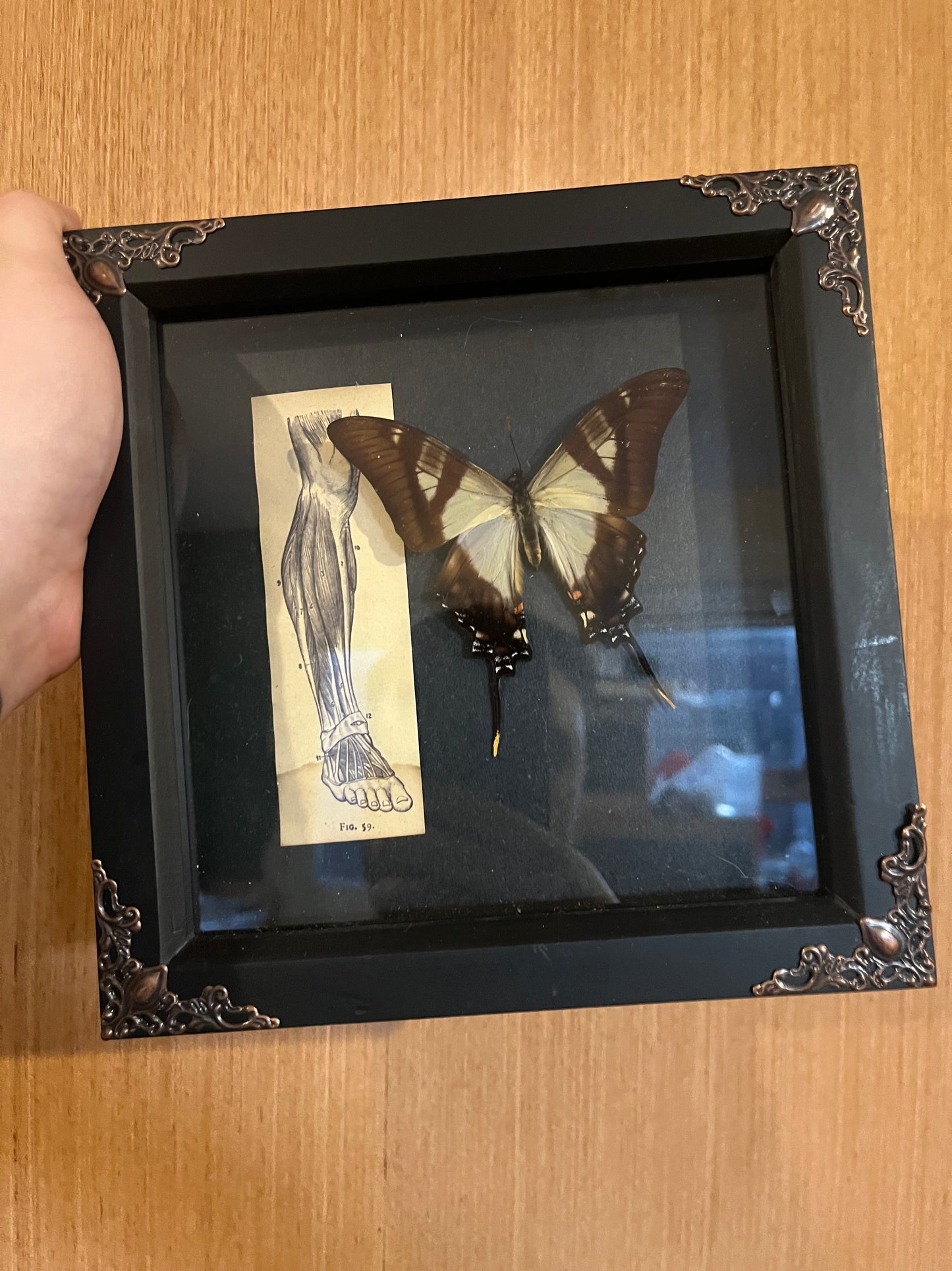 Serville Kite Swallowtail with Vintage Medical
