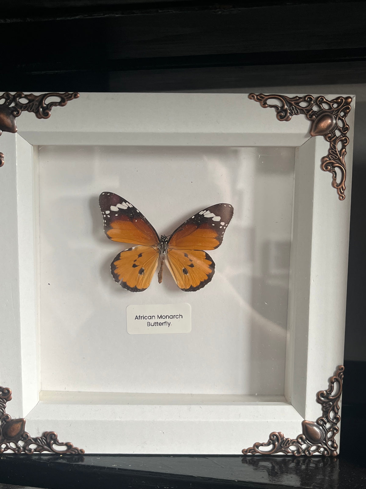 African Monarch Butterfly