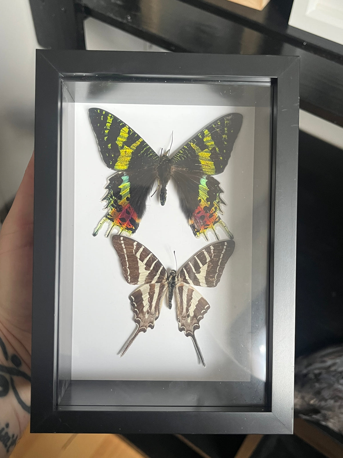 Sunset Moth and Chain Swordtail