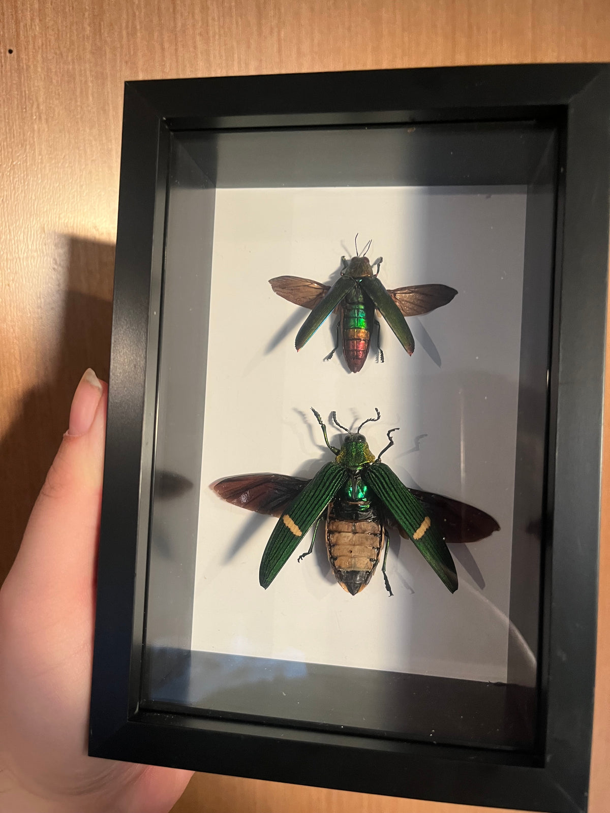 Jewel Beetles