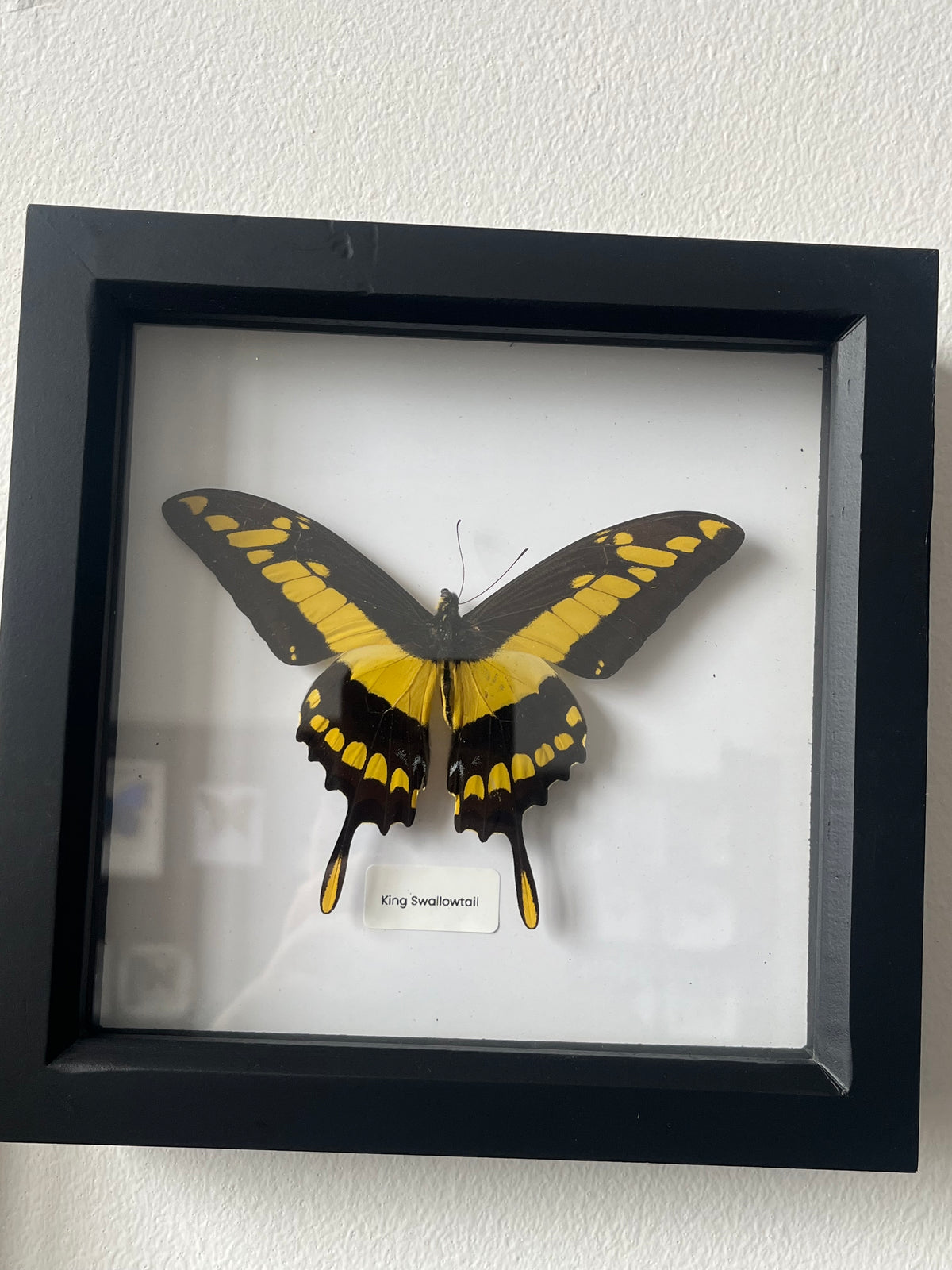 King Swallowtail