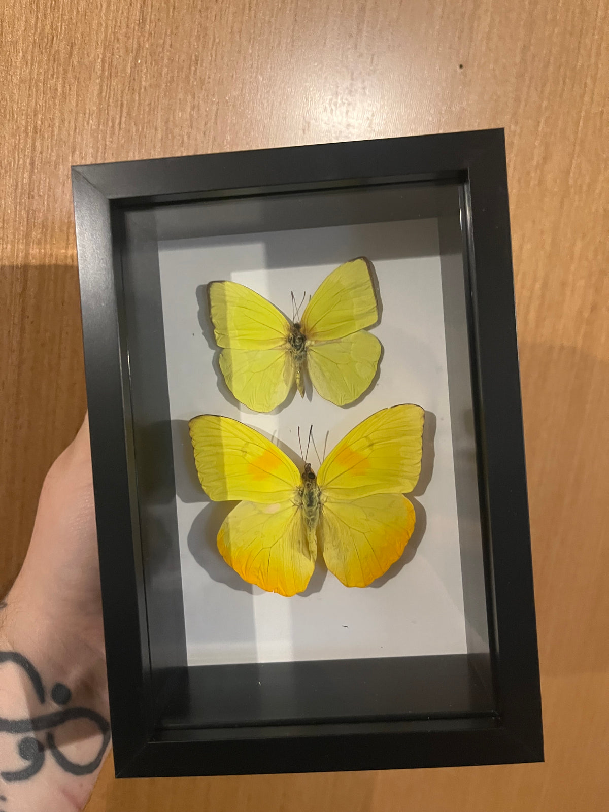Orange Barred Sulphur and Yellow Sulphur Butterfly