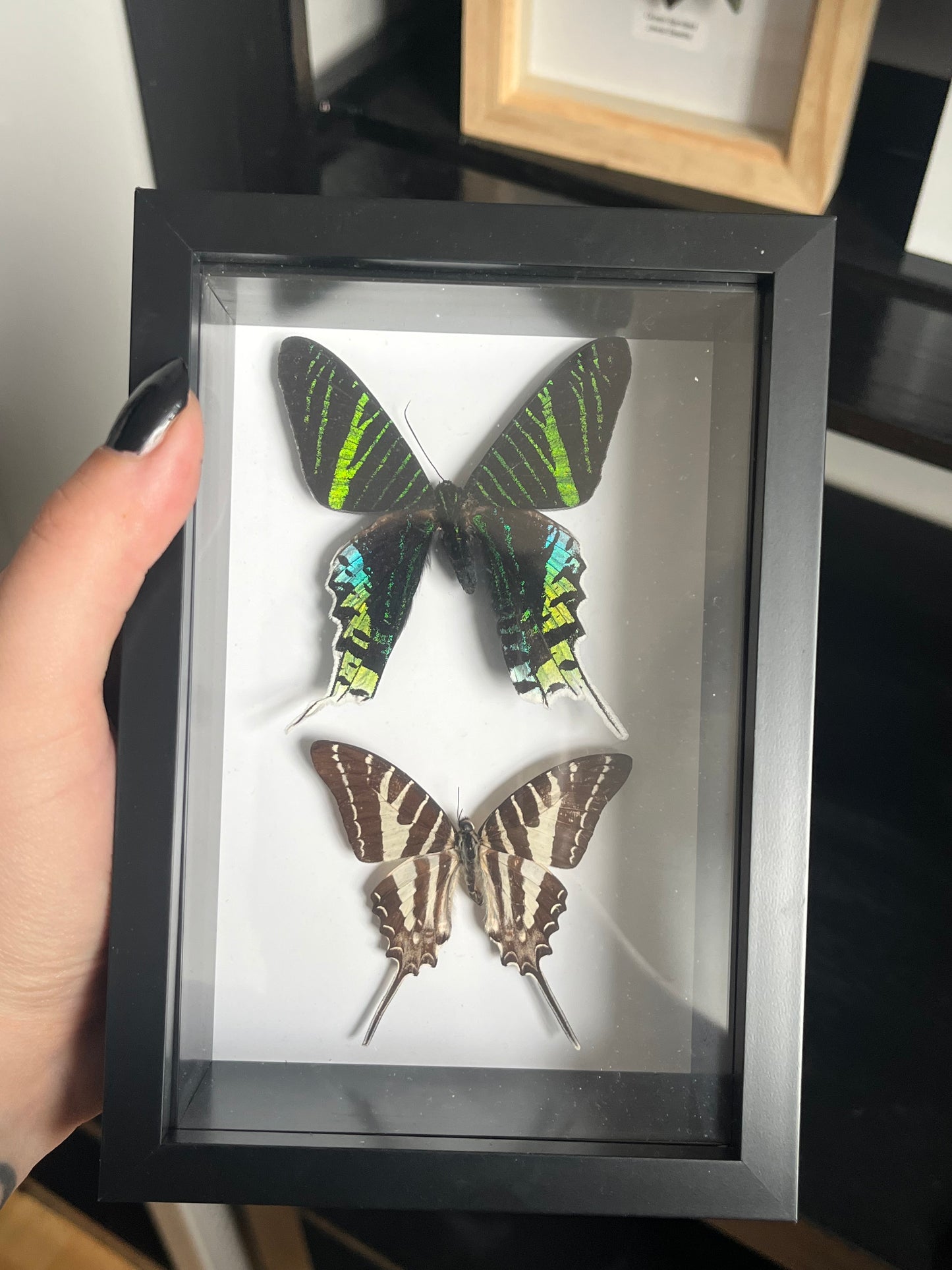 Green Banded Moth and Chain Swordtail