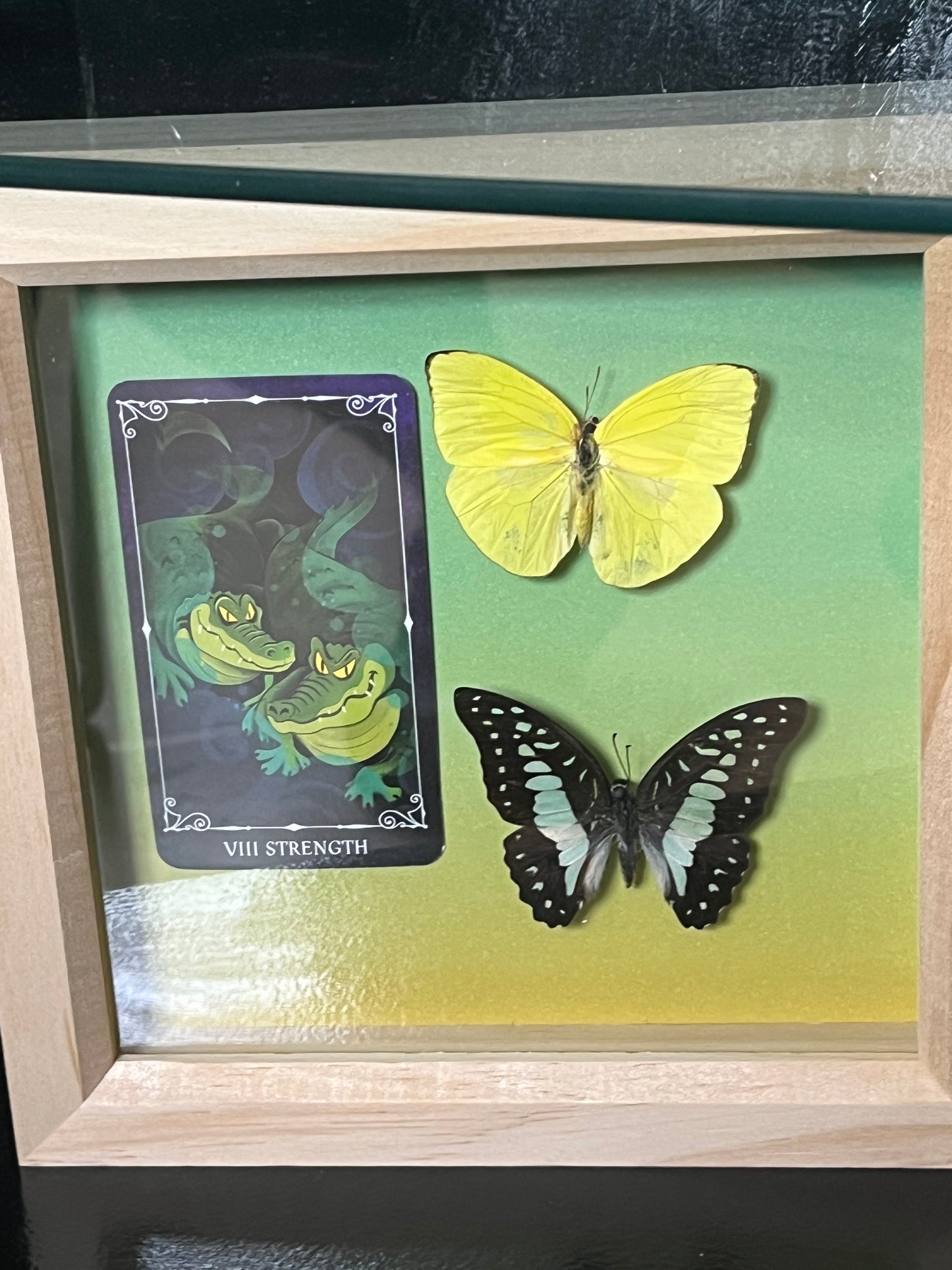 Yellow Sulphur and Common Jay