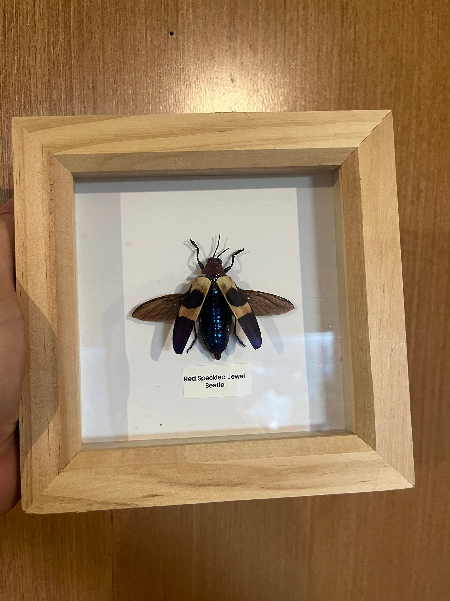 Red Speckled Jewel Beetle