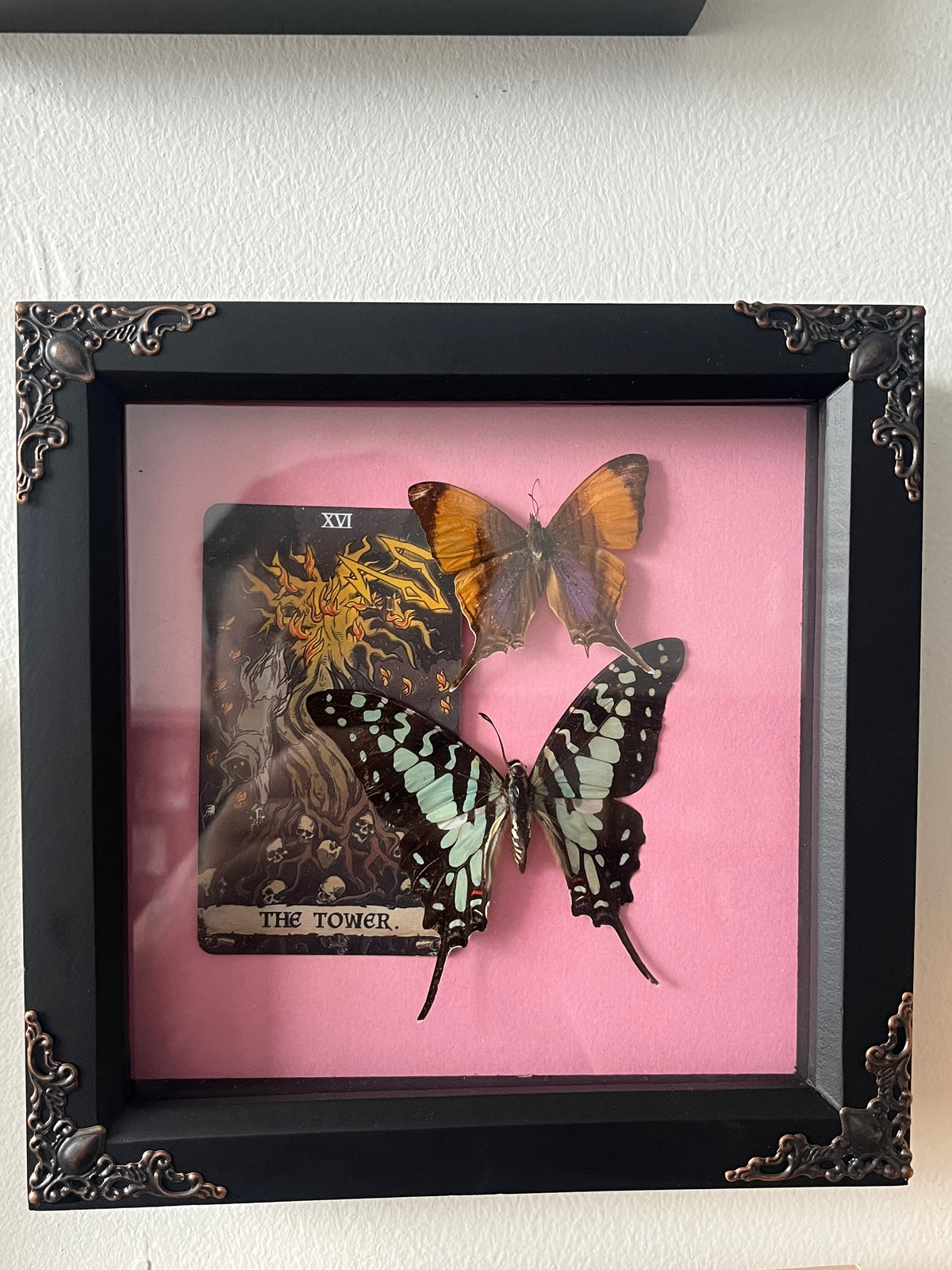 Larger Striped Swallowtail and Purple Daggerwing butterfly