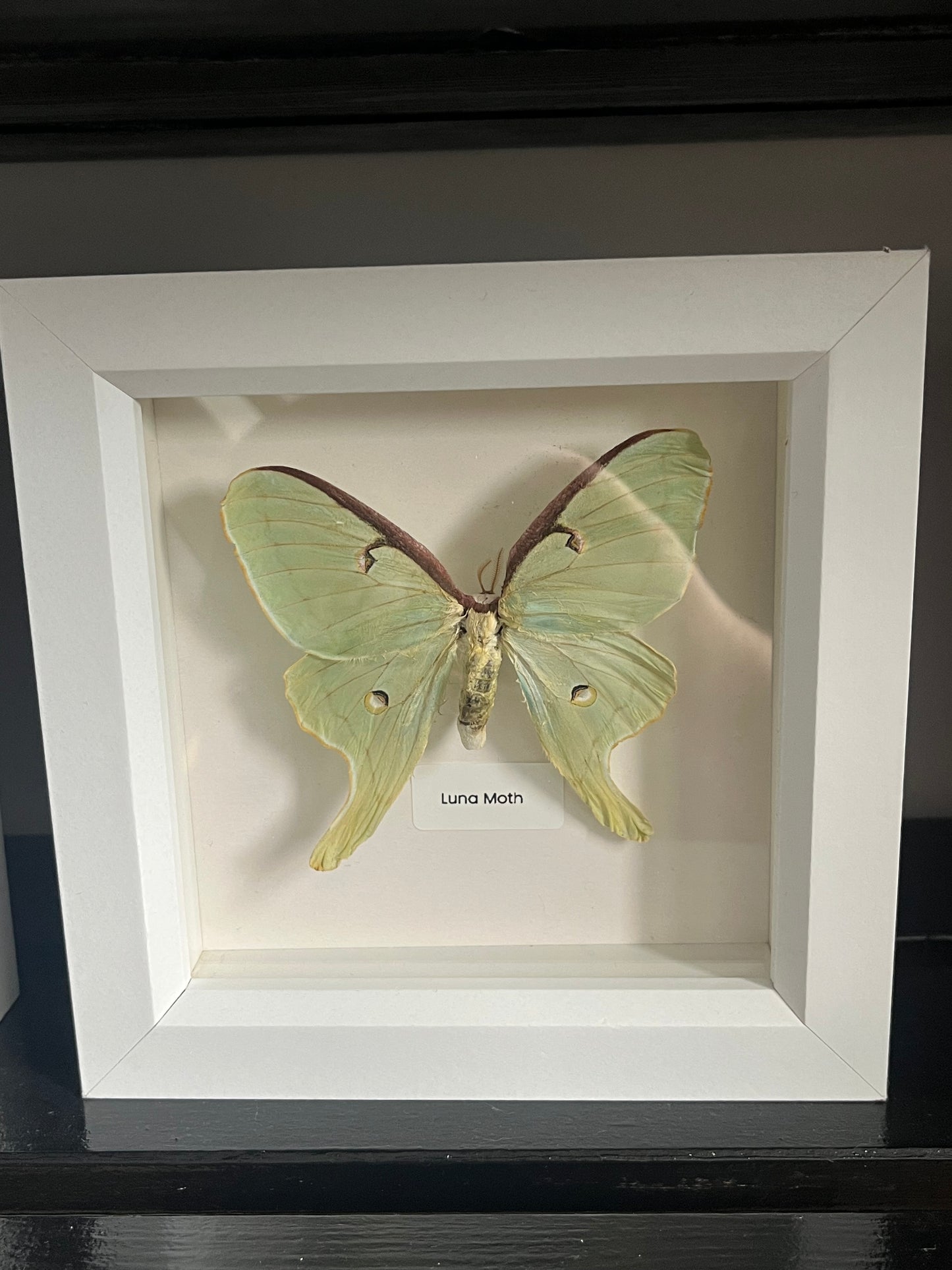 Luna Moth