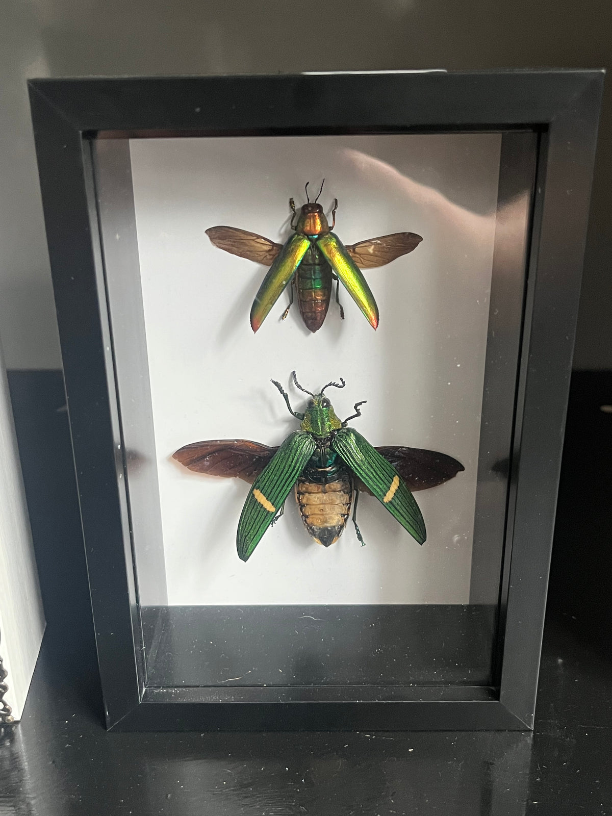 Green Banded Jewel beetle and Green Jewel beetle