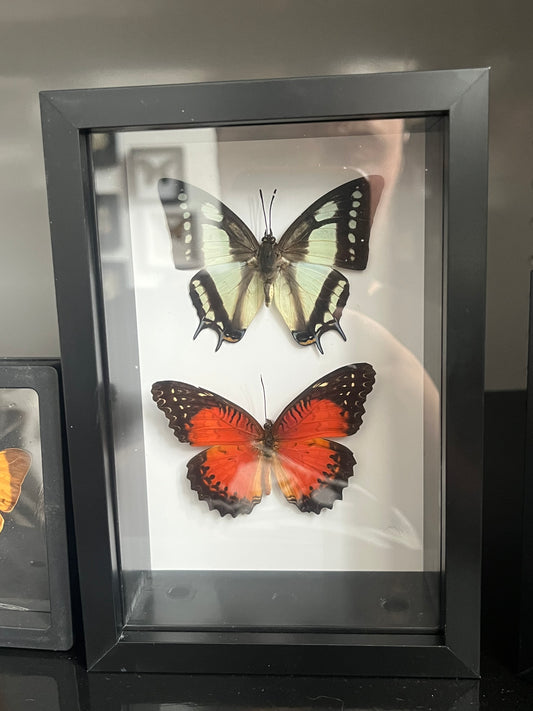 Chinese Green Nawab and Lacewing Butterfly