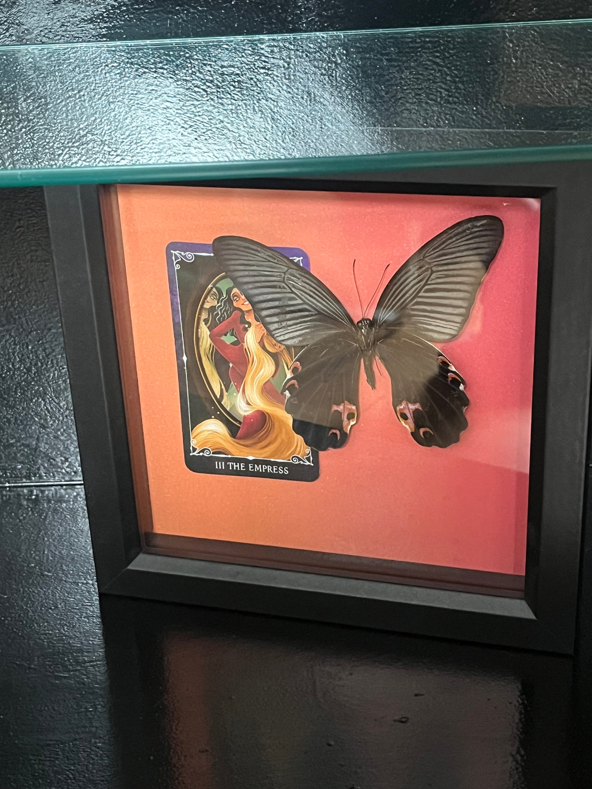Spangle Butterfly with Empress