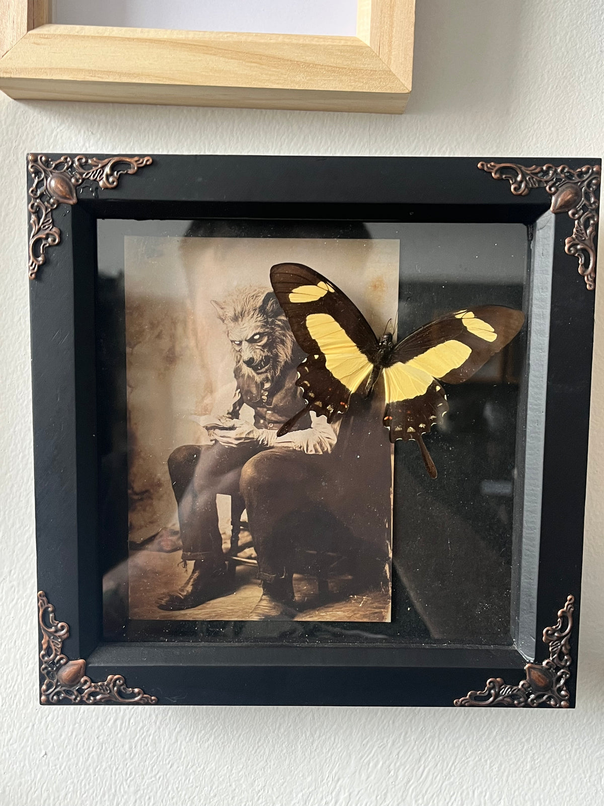 Torquatus Swallowtail with Vintage Werewolf