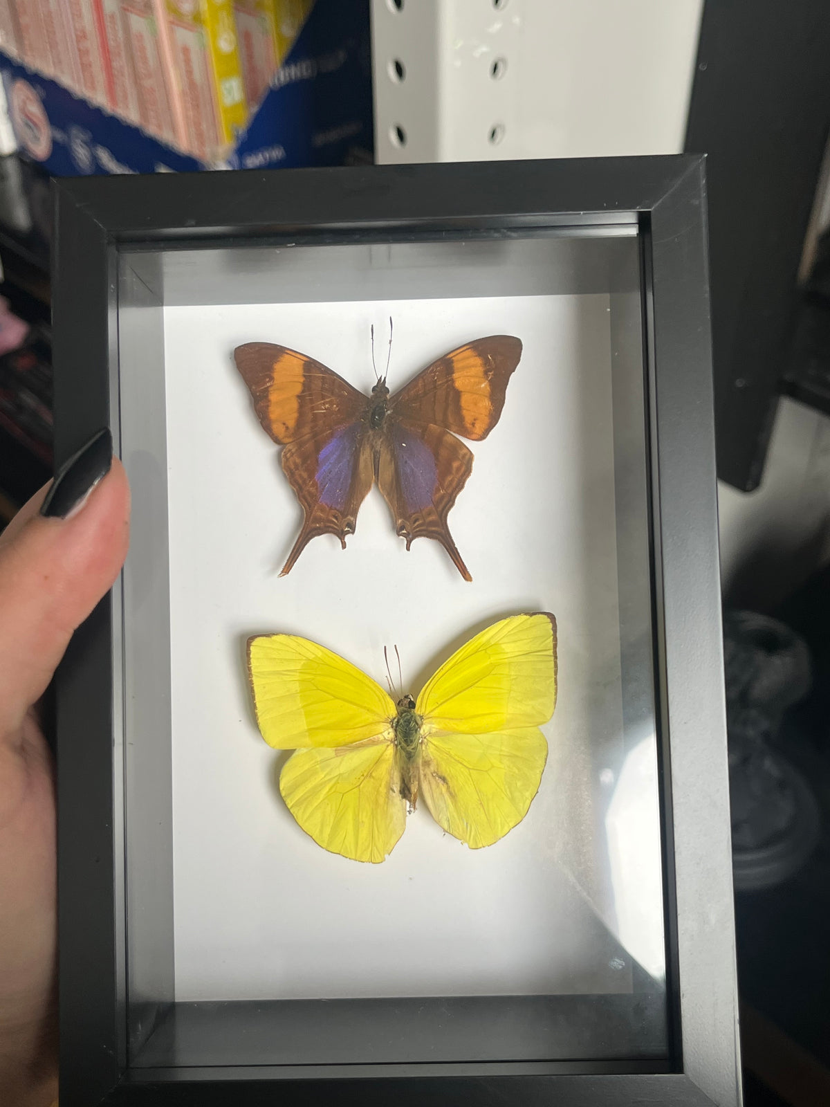 Yellow Sulphur and Purple Daggerwing