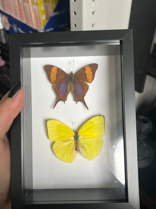 Yellow Sulphur and Purple Daggerwing