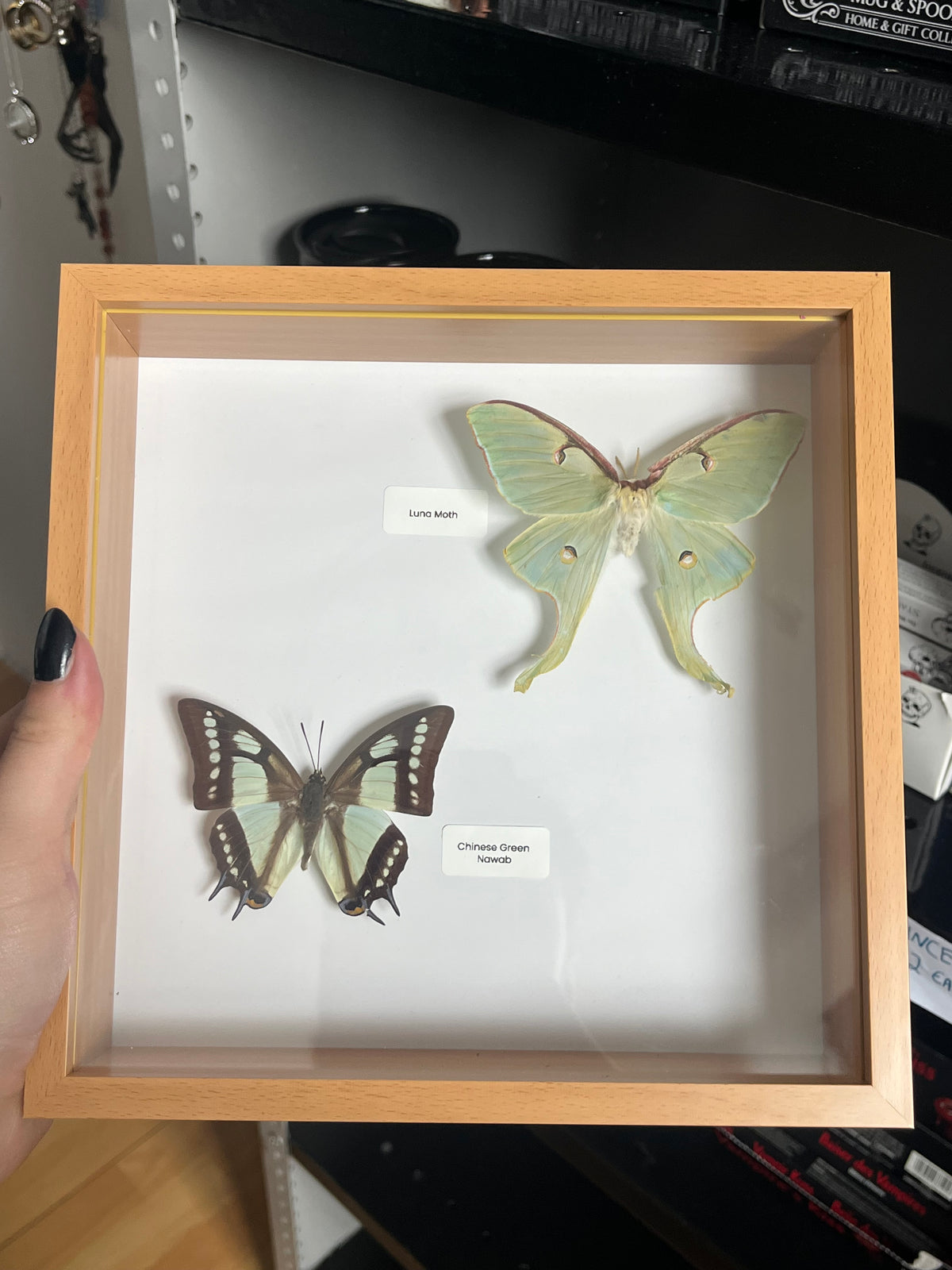 Luna Moth and Chinese Green Nawab