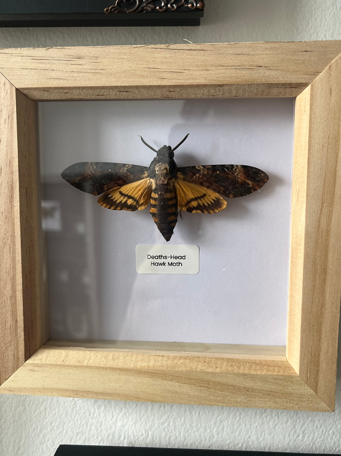Deaths Head Hawk Moth