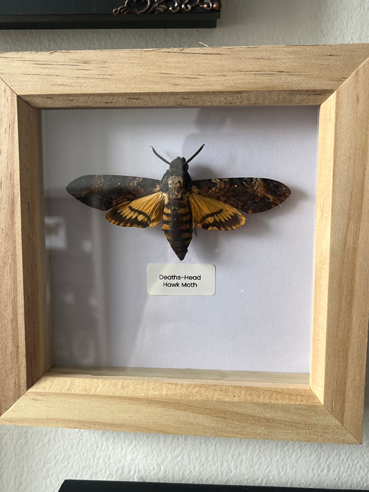 Deaths Head Hawk Moth