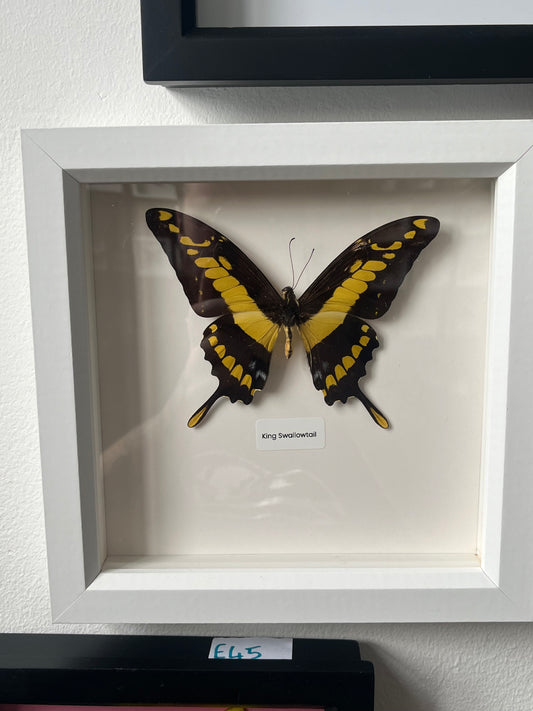 The King Swallowtail