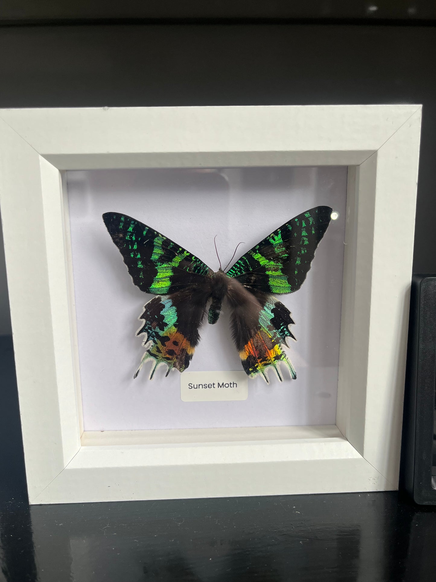 Sunset Moth