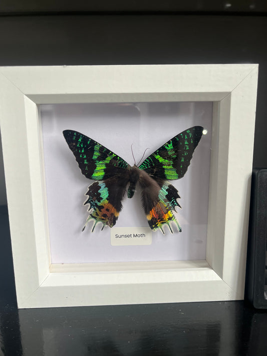 Sunset Moth