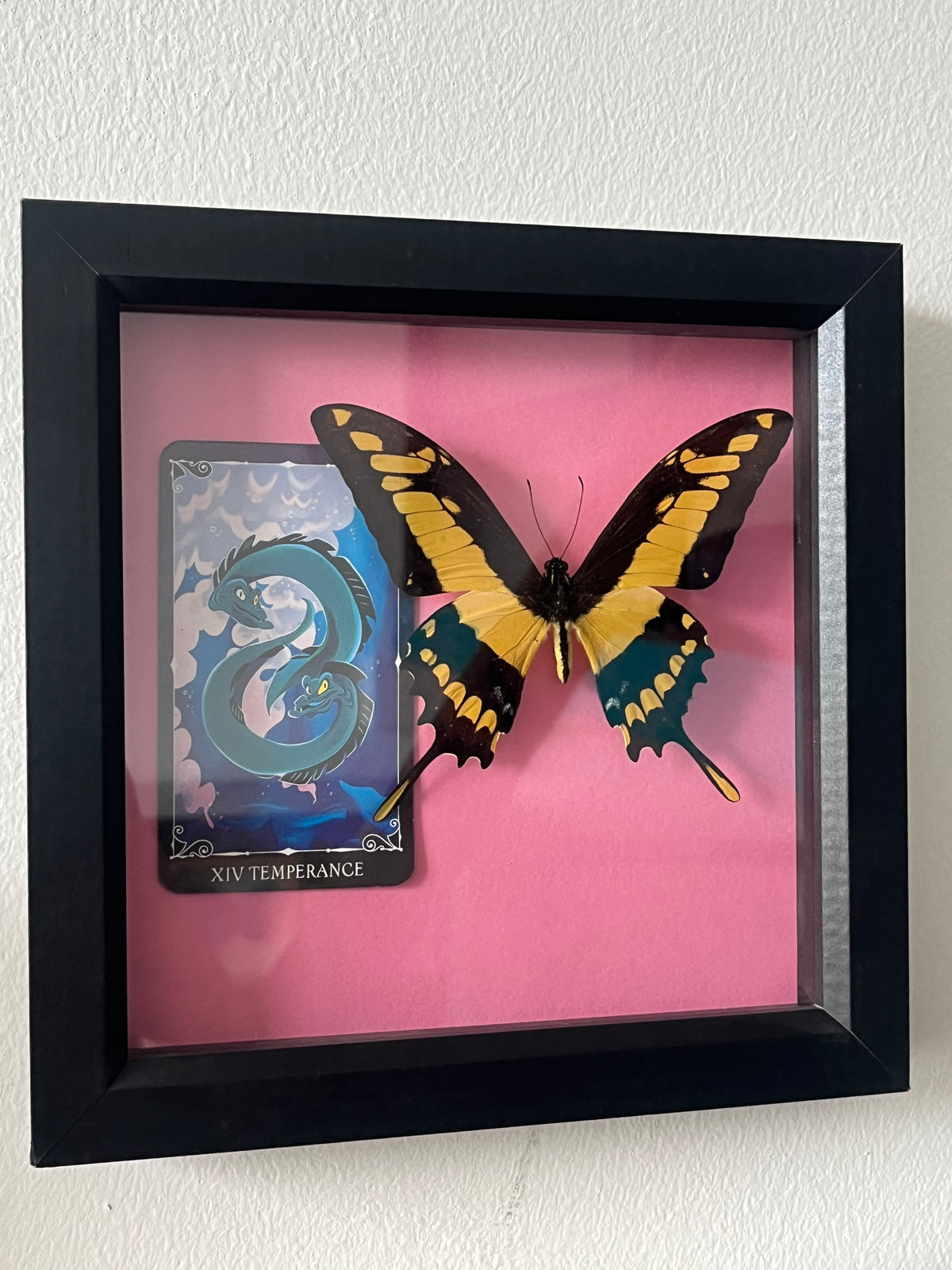 King Swallowtail with Temperance