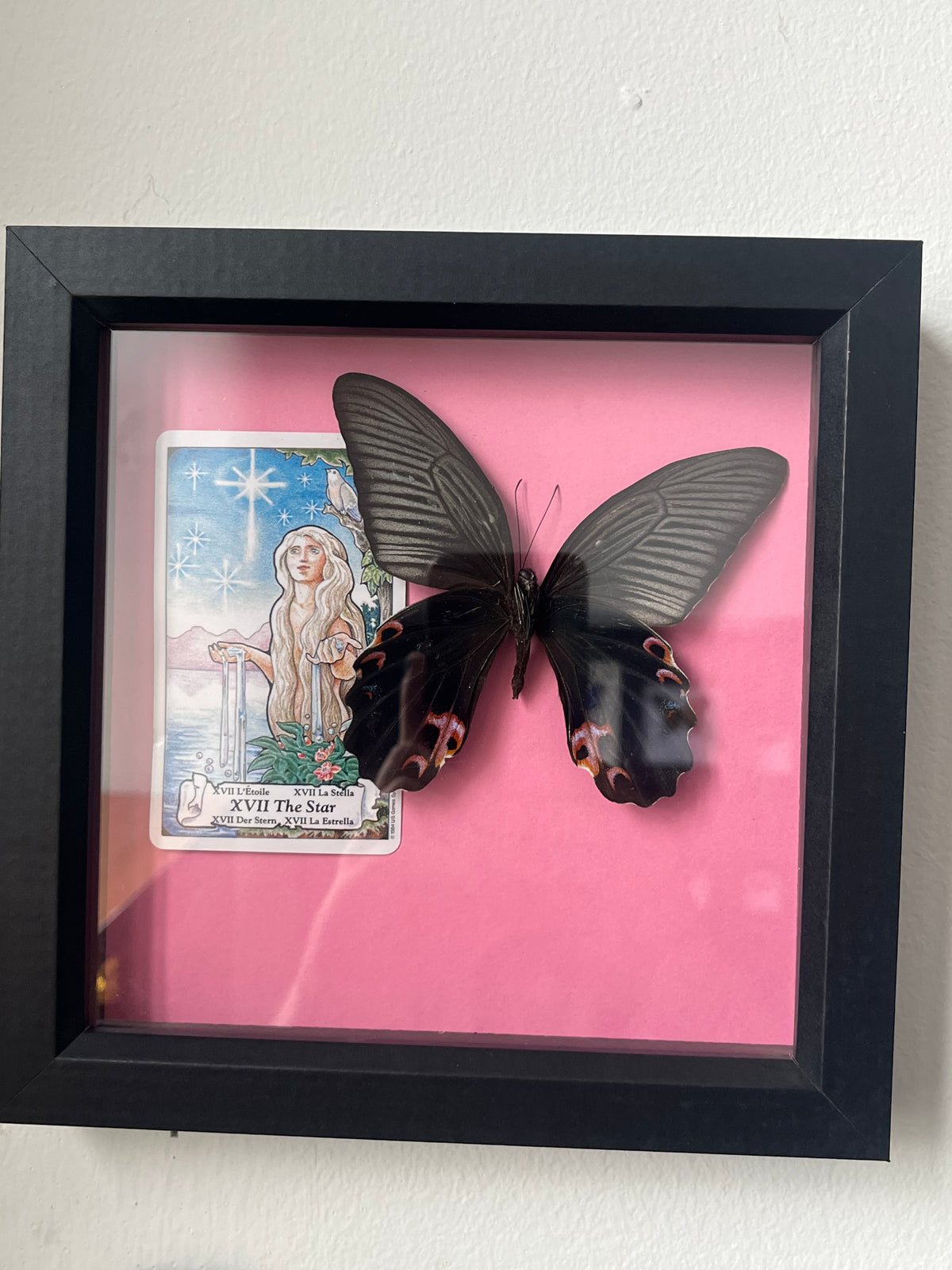 The Spangle Butterfly with The Star