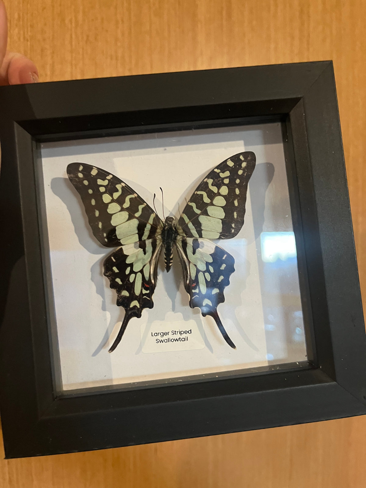 Larger Striped Swallowtail