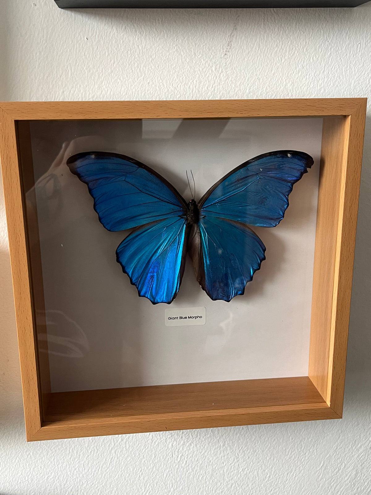Giant Blue Morpho
