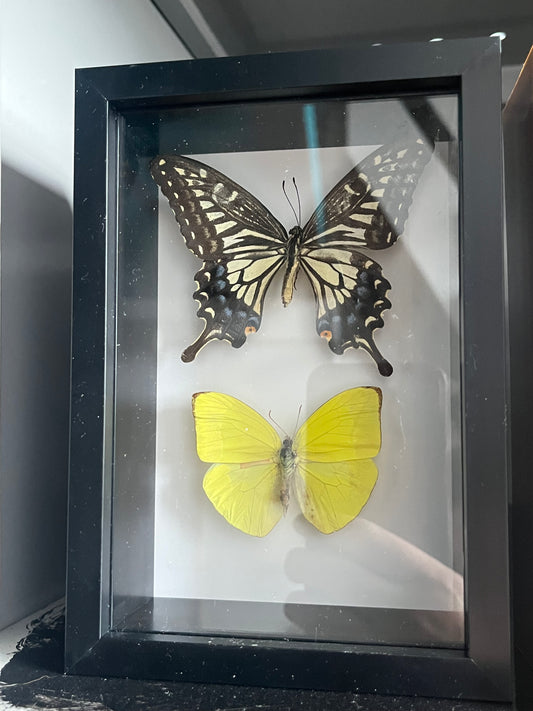 Asian Swallowtail and Yellow Sulphur
