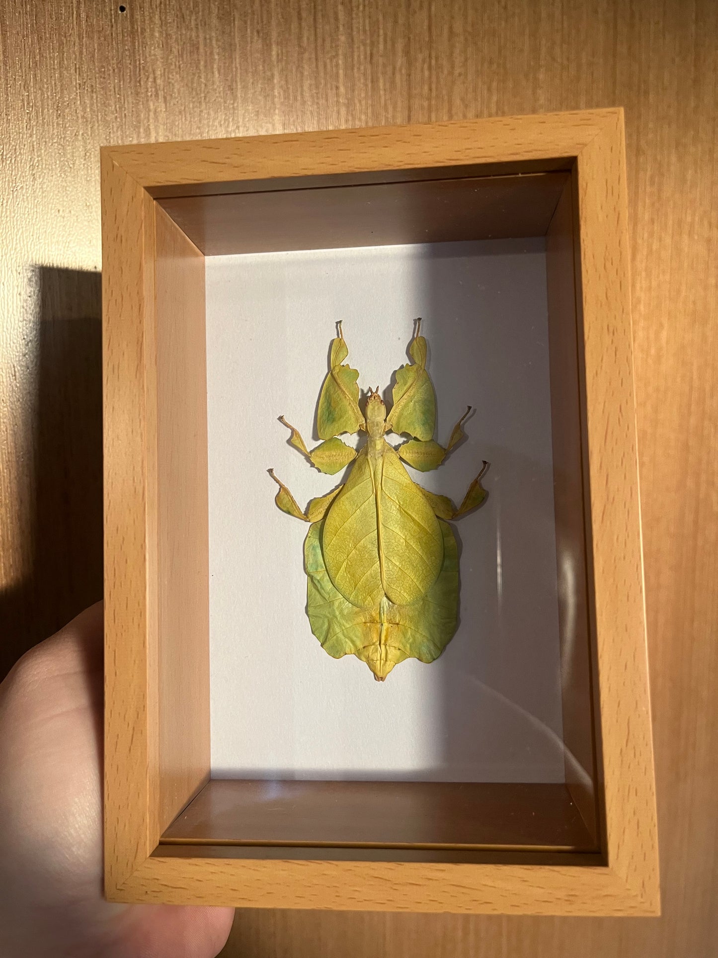 Leaf insect