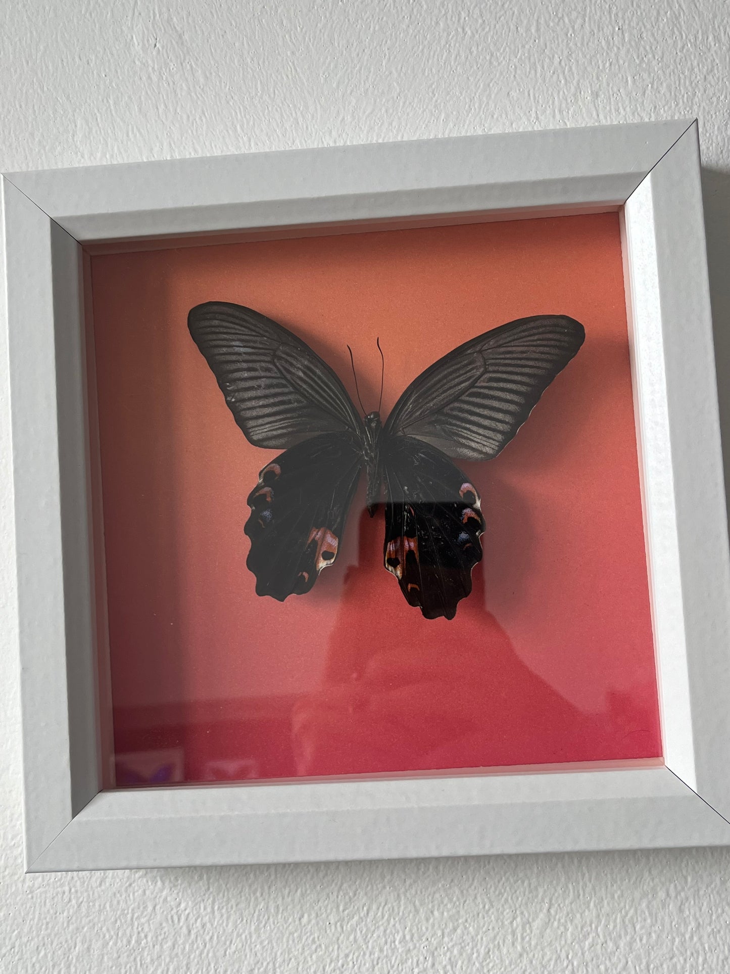 The Spangle Butterfly