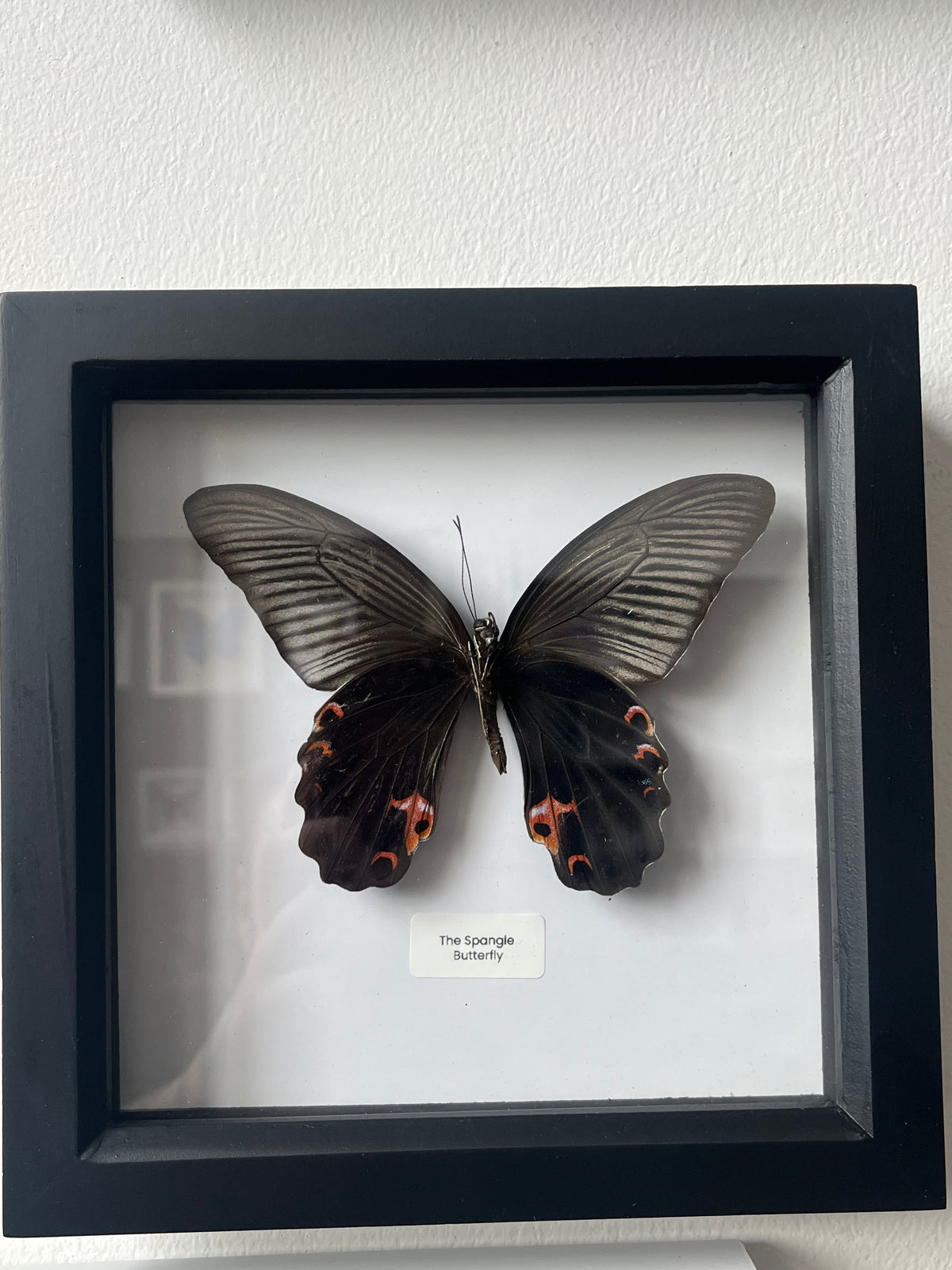 The Spangle Butterfly