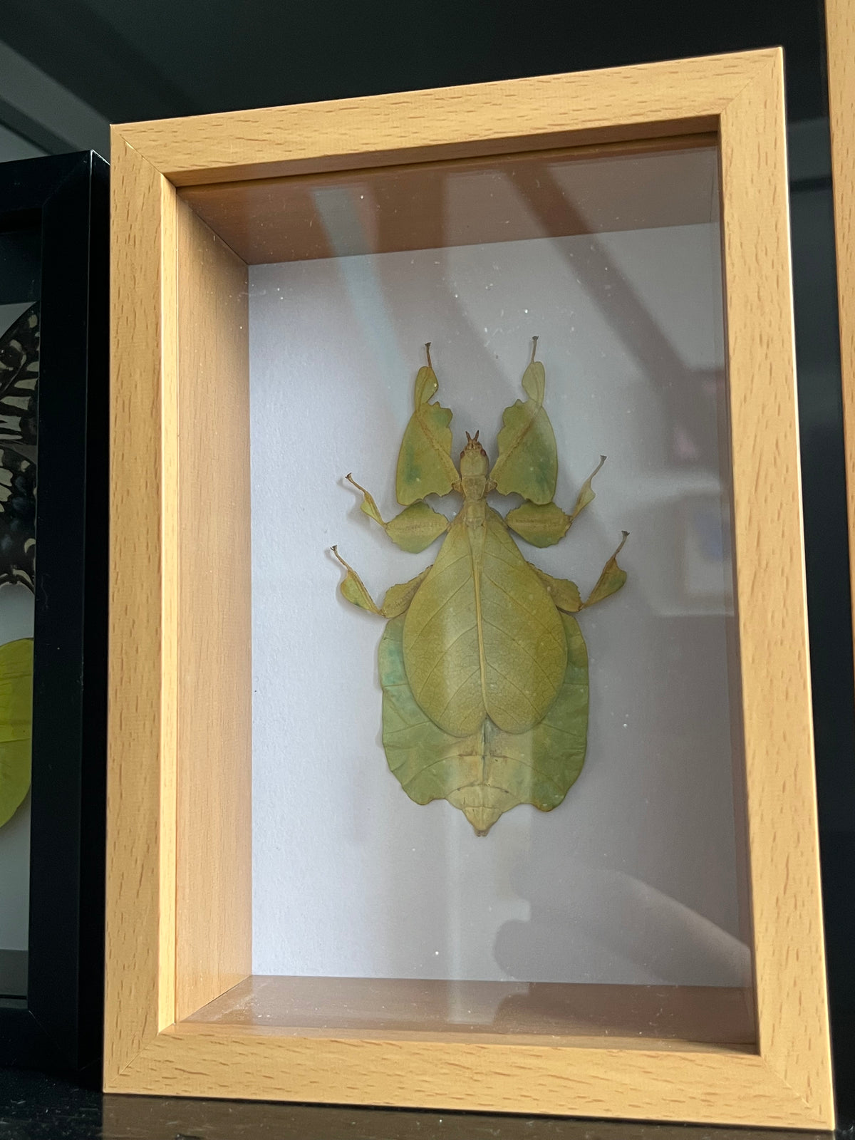 Leaf Insect