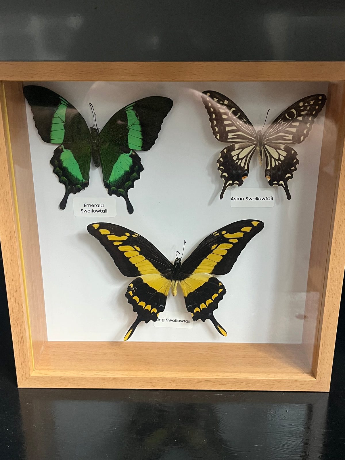 Multi Swallowtail Frame