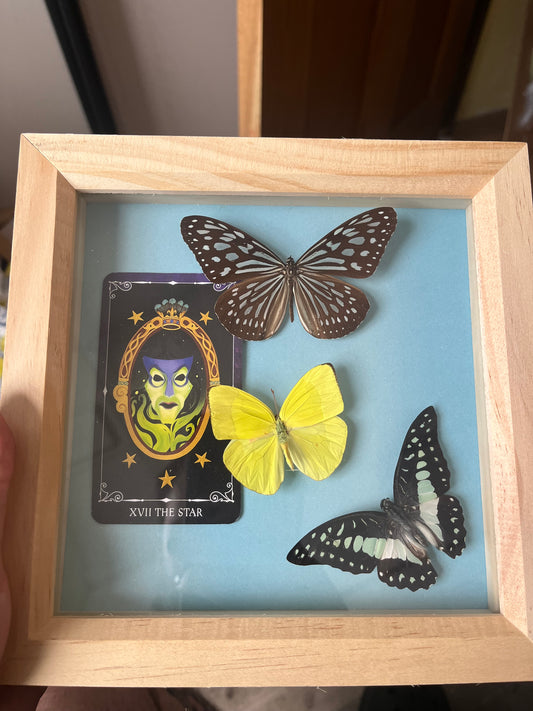 Glassy Blue Tiger, Yellow Sulphur and Common Jay
