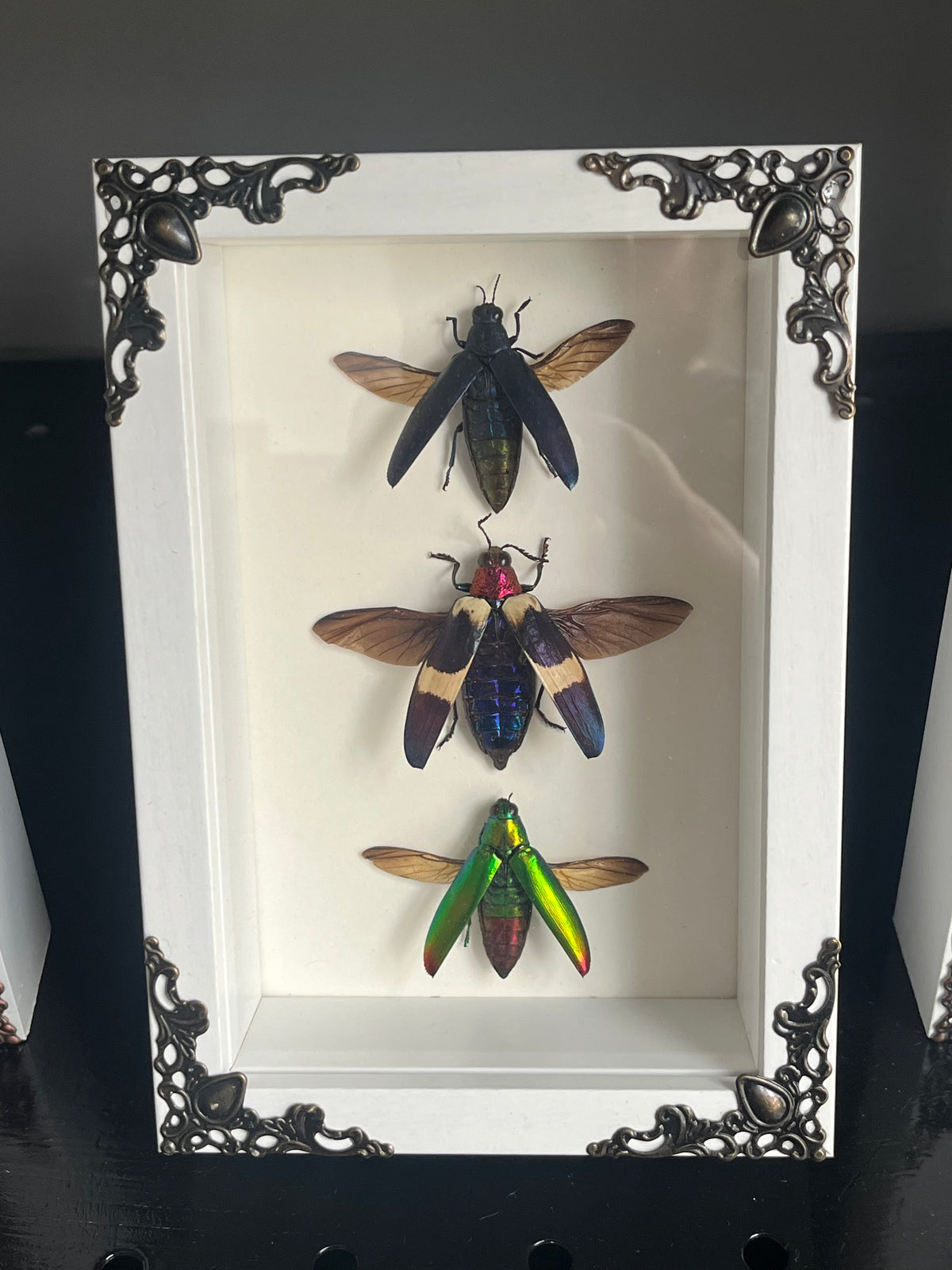 Jewel Beetles