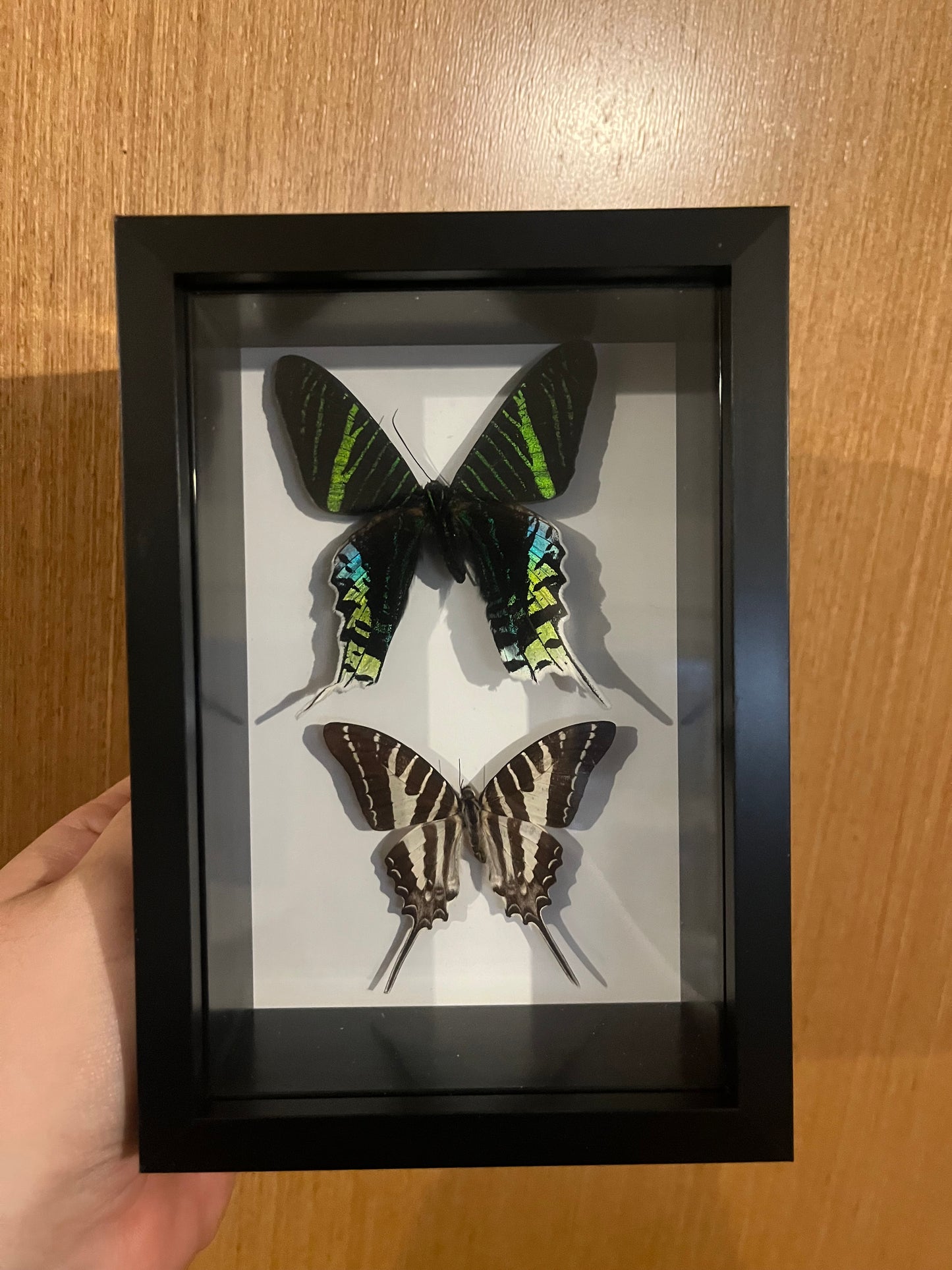 Green Banded moth and Chain  Swordtail