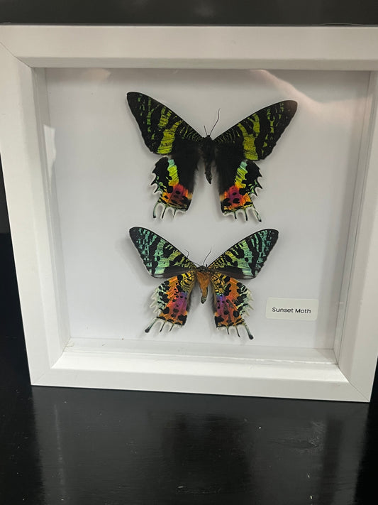 Double Sunset Moth