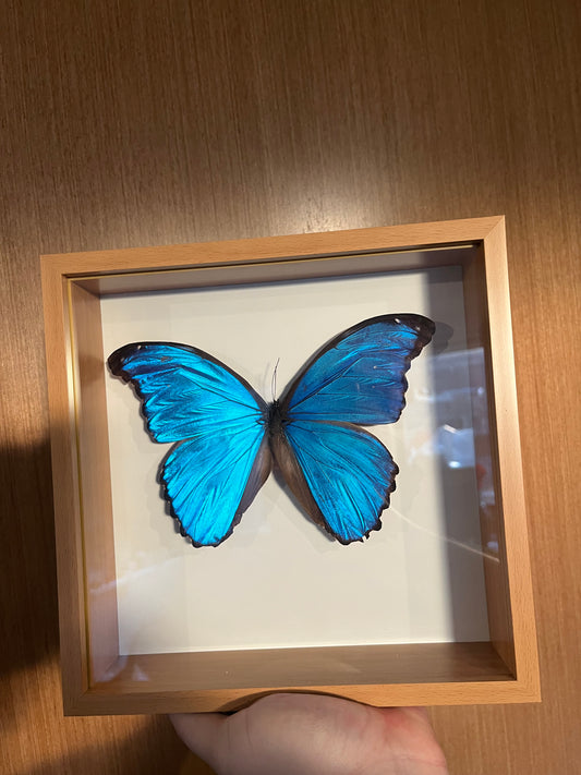 Giant Blue Morpho