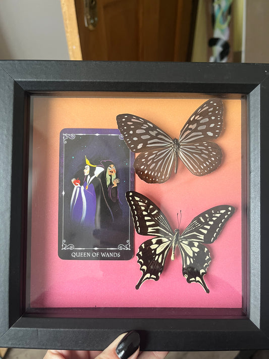Glassy Blue Tiger and Asian Swallowtail