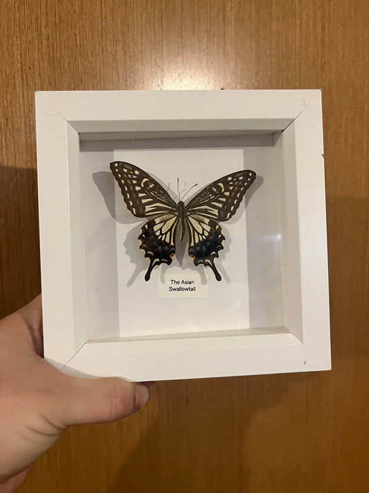 The Asian Swallowtail