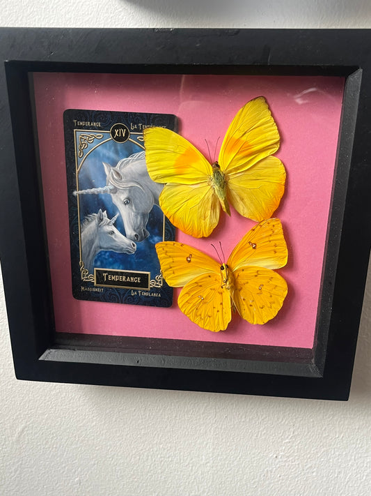 Double Orange Barred Sulphur