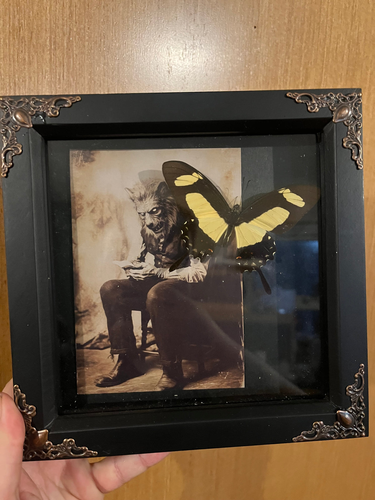 Torquatus Swallowtail with Horror Image