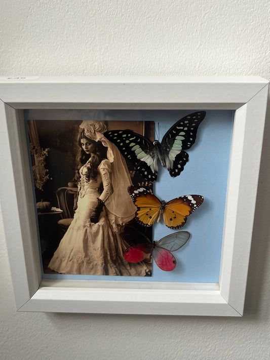 Common Jay, African Monarch and Pink Phantom Butterfly